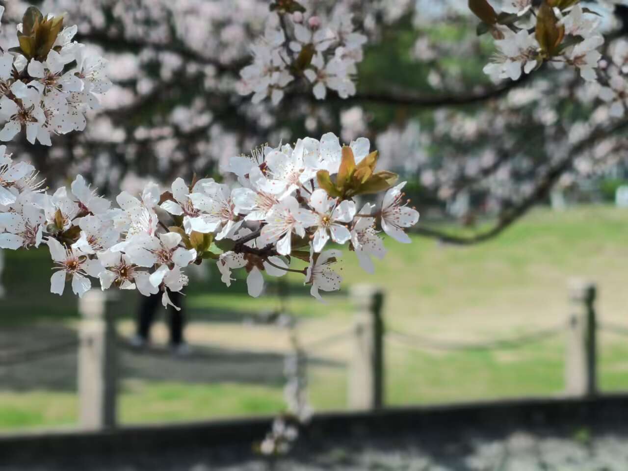 上海外国语大学校花